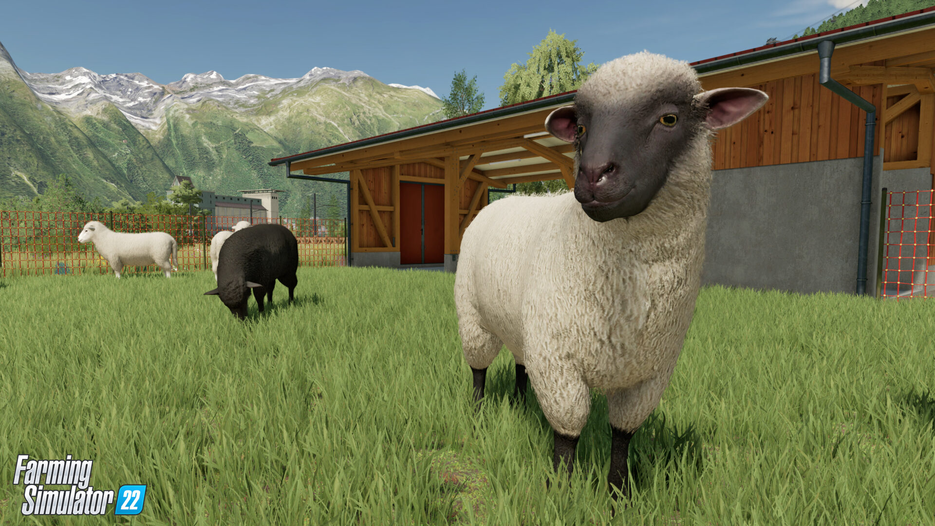 Two sheep grazing in a field